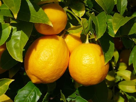 citron jaune huile essentielle  pure  naturelle zayat aroma