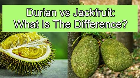 jackfruit  durian    difference  picture