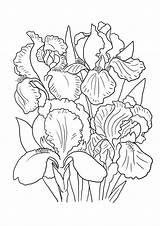 Iris Coloring Flower Pages Lily Drawing Line Color Print Printable Irises Purple Drawings Getdrawings Getcolorings Colo Sheet Big sketch template