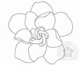 Gardenia Flower Coloring Flowers Drawing Templates sketch template