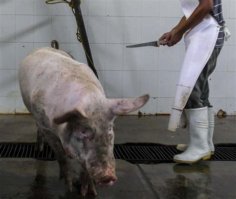common slaughterhouse practices animal equality