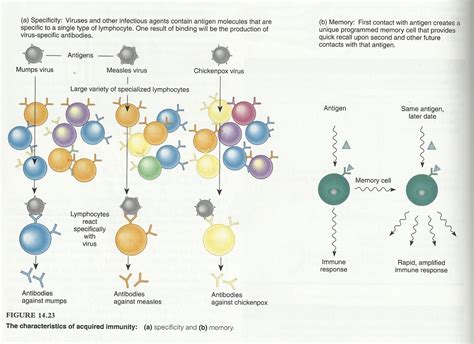 basic concept  immunology