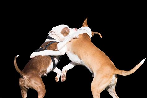 tips  stopping  dog fight