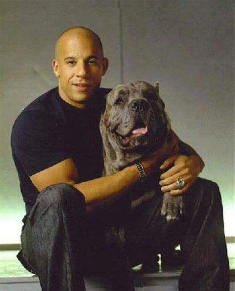 vin diesel cane corso dogs corso dog