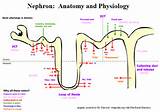 Pictures of Kidney Physiology