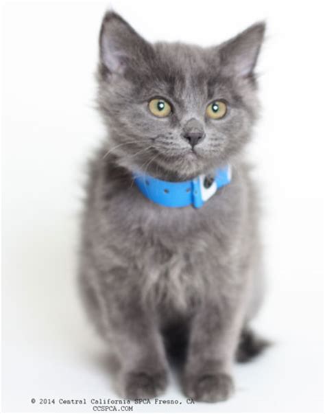 maddie id 21187114 is a 3 month old female russian blue domestic