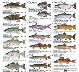 Different Types Of Fish Photos