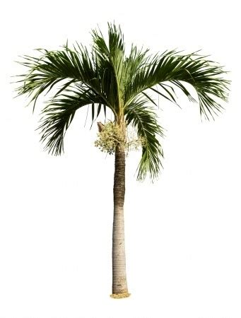 meaning  symbolism   word palm