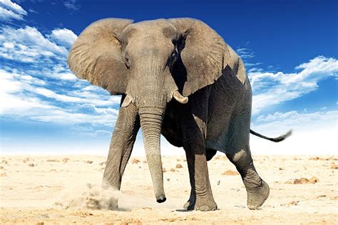charging elephant stock  pictures royalty  images istock