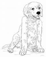 Retriever Golden Coloring Pages Puppy Dog Printable Puppies Drawing Draw Lab Line Kids Sitting Print Step Color Supercoloring Labrador Retrievers sketch template