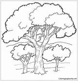 Tree Oak Pages Coloring Forest Online Color Printable sketch template