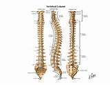 Bones Of The Spinal Cord Photos