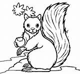 Colorear Ardilla Esquilo Desenho Esquirol Scoiattolo Esquilos Dibuixos Bosque Ardillas Bolota Comendo Squirrel Disegno Dibuix Stampare Animali Bonito sketch template