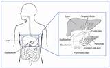 Blood Test On Empty Stomach Pictures