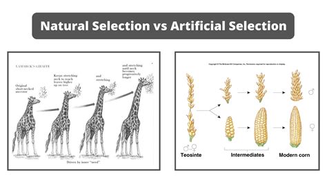difference  natural  artificial selection natural
