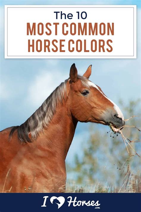 popular horse coat colors
