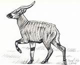 Sketch Antelope Bongo Deviantart sketch template