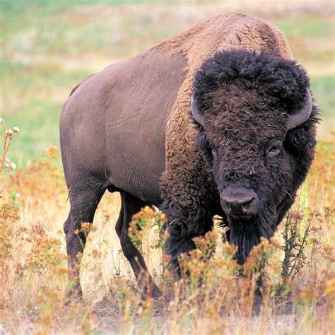 oklahoma state animal american buffalo  bison bison bison