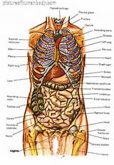 Body Organs Images
