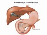 Pancreas And Liver