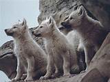 Photos of Forest Garden Wolves