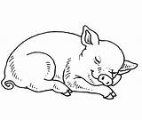 Pig Colorear Cerdito Durmiendo Maialino Supercoloring Animali sketch template