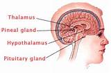 Connection Between Pituitary Gland And Hypothalamus Pictures