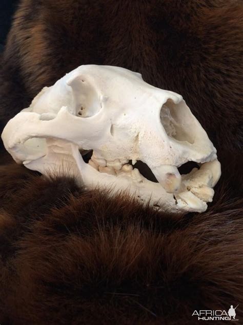 bear skull taxidermy africahuntingcom