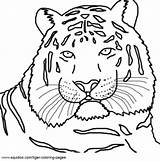 Coloring Pages Jungle Tiger Tigers sketch template