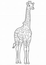 Giraffe Giraffa Pianetabambini Lacocinadenova Animali sketch template