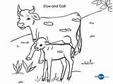 Coloring Pages Cow Kids Baby Calf Cattle Beef Drawing Printable Color Template Colouring Cliparts Cows Don Sheet Getcolorings Popular sketch template