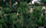 Different Types Pine Trees