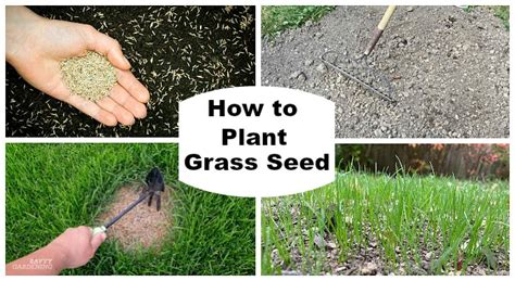 plant grass seed  simple guide  success