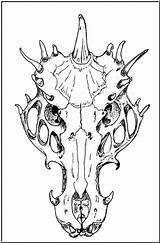 Skull Dragon Sketch Drawing Coloring Dragons Drawings Guru Tattoo Skulls Pages Kit Community Getdrawings Fantasy Sketches Choose Board Designs sketch template