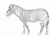 Zebra Coloring Pages Printable Kids Animal sketch template