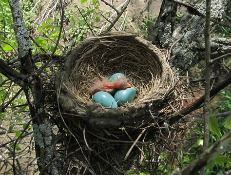 smithsonian insider bird nests variety  key   worlds avian