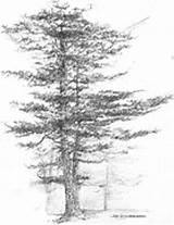 Pine Eastern Jim Maine Hubbard Michigan Drawing Tree State Trees Drawings 2nd Uploaded April Which Large Fineartamerica sketch template