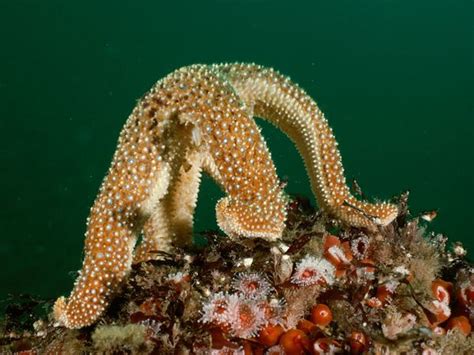 despot monster monday giant starfish