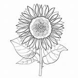 Helianthus Sonnenblume Girasole Zeichnung Offen Stamm Umriss Blume Ornate Sonnenblumen Sunflowers sketch template