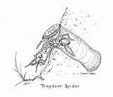 Trapdoor Spider Trap Drawing Spiders Catching Cricket Doors Illustration Feed Heartspm Young Her sketch template