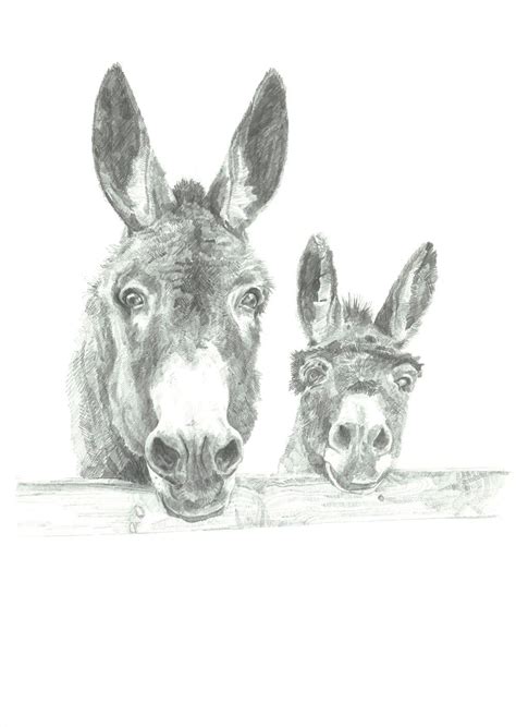donkey illustrations drawing google search drawing pencil
