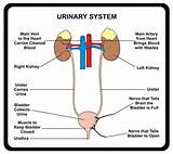 Images of What System Is The Kidney Part Of