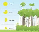 Tropical Rainforest Key Characteristics