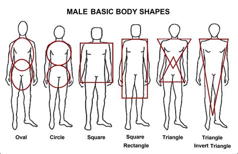 body types chart male writing ref character appearance fashion style pinterest body