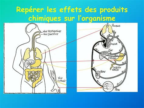 Ppt Le Risque Chimique Powerpoint Presentation Free Download Id 234950