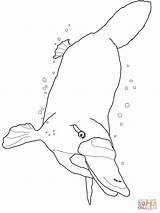 Platypus Coloring Swimming Underwater Pages Perry Color Drawing Printable Getcolorings Supercoloring Duckbill sketch template