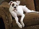 White Boxer Puppies Health Problems Pictures