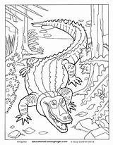 Coloring Alligator Pages Caiman Book Creepers Printable Two Turtle Snapping Animals Colouring American Crawly Kids Snake Animal Print Adult Crocodile sketch template