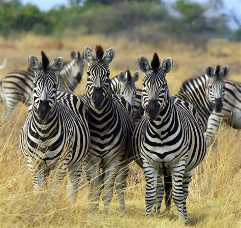 zebra stripes black  white
