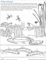 Science Worksheets Habitat Freshwater Kids Wetlands Pond Wetland Color Worksheet Grade Habitats Animal Life Choose Board Projects Food Activities sketch template